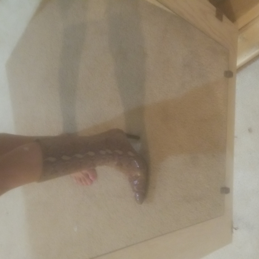 Snakeskin Boots - Picture 13 of 15